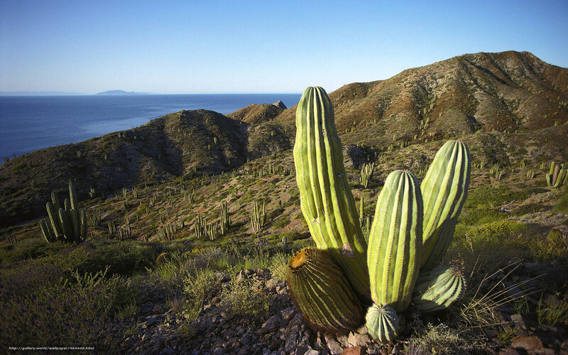 Cacti on a coastal hillside