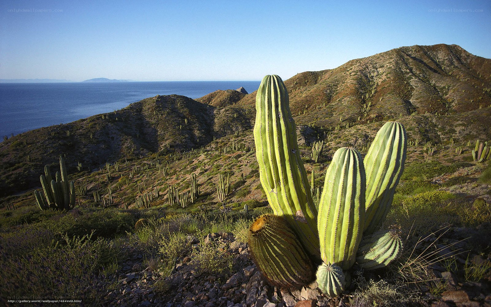 Cacti on a coastal hillside
