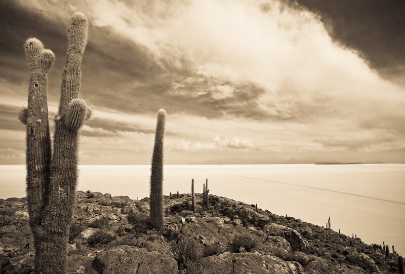 Cacti on a rocky hillside