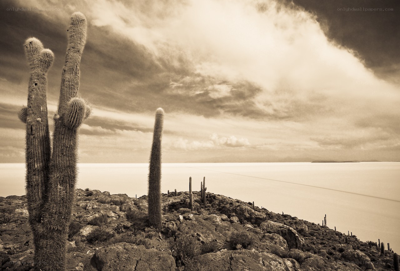 Cacti on a rocky hillside