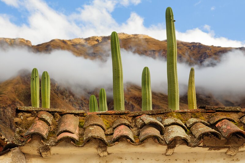 Cacti on a Roof