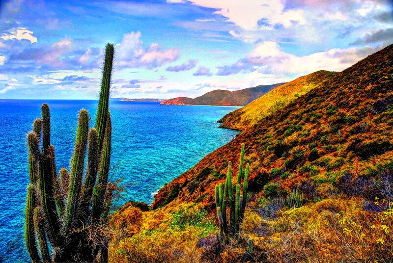 Cacti on Coastal Hillside