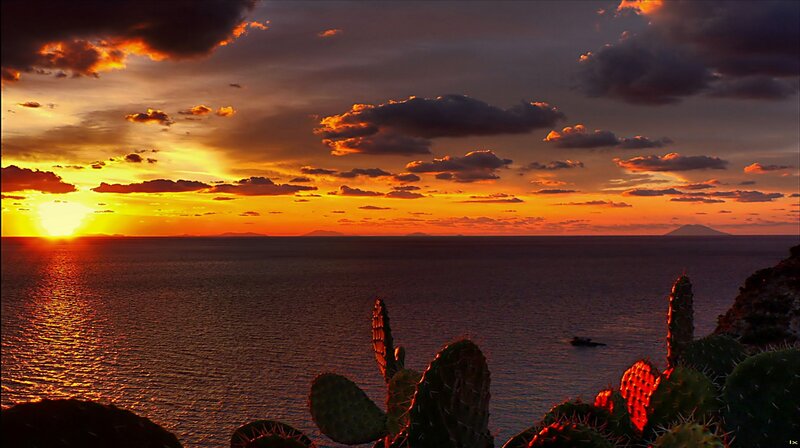 Cacti on Ocean Cliff