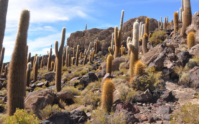 Cacti on Rocky Hillside — Brown