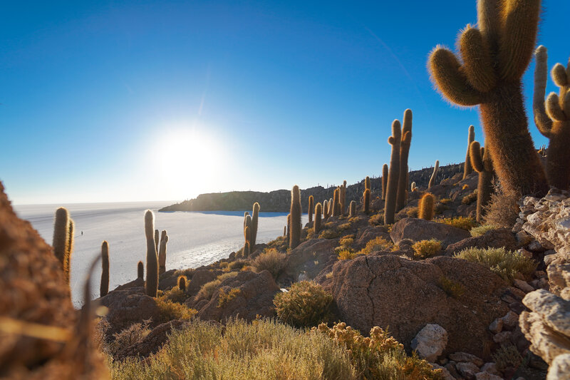 Cacti on Rocky Hillside