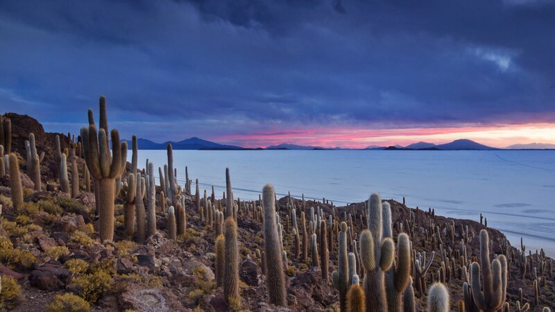 Cacti on Rocky Shore