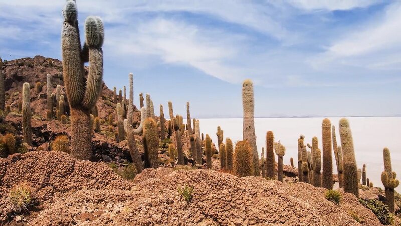 Cacti on Rocky Terrain