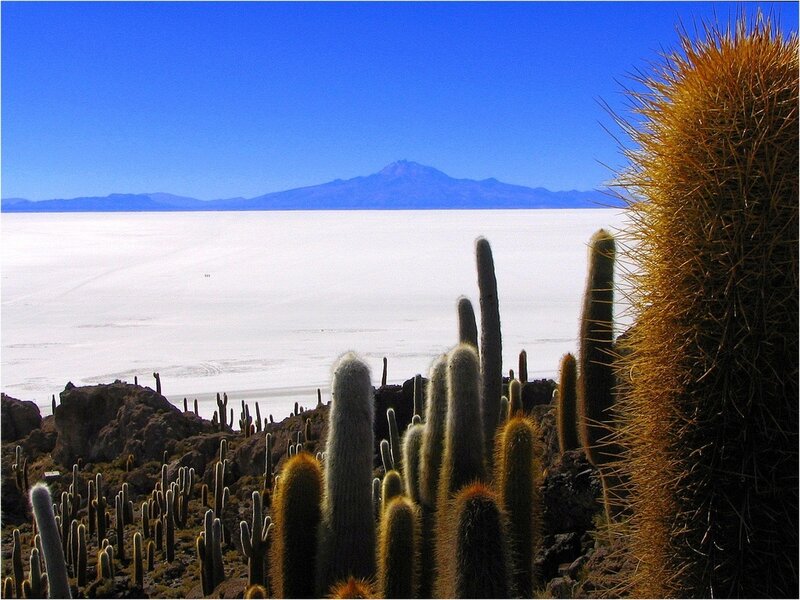 Cacti on Salt Flat