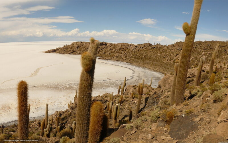 Cacti on salt flats