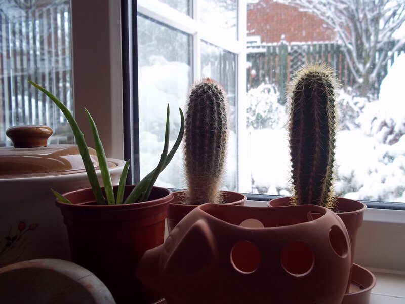 Cacti on Windowsill