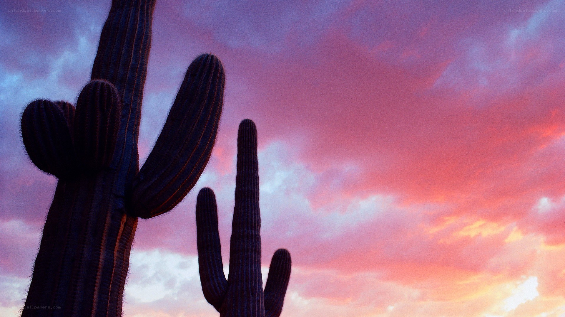 Cacti silhouetted against sunset