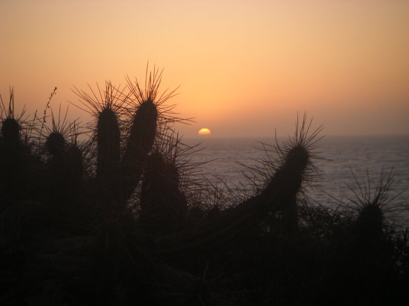 Cacti silhouetted at sunset
