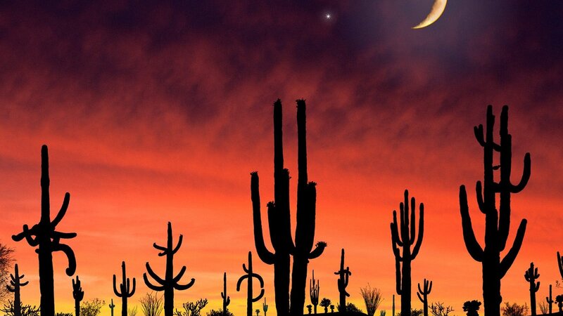Cacti silhouettes at sunset