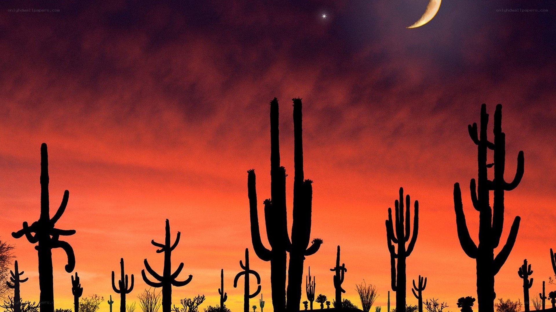 Cacti silhouettes at sunset