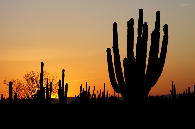 Cacti silhouettes at sunset