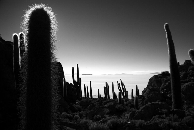 Cacti silhouettes at sunset