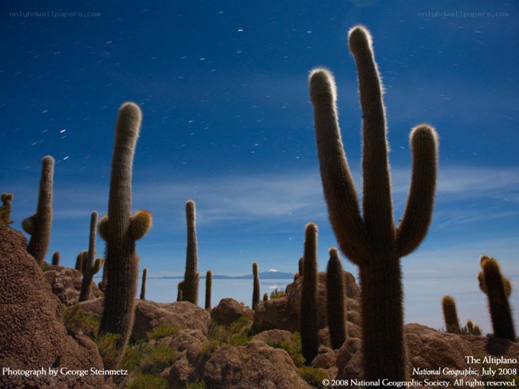 Cacti under starry sky