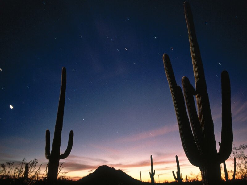 Cacti under starry sky