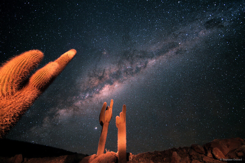 Cacti under the Milky Way