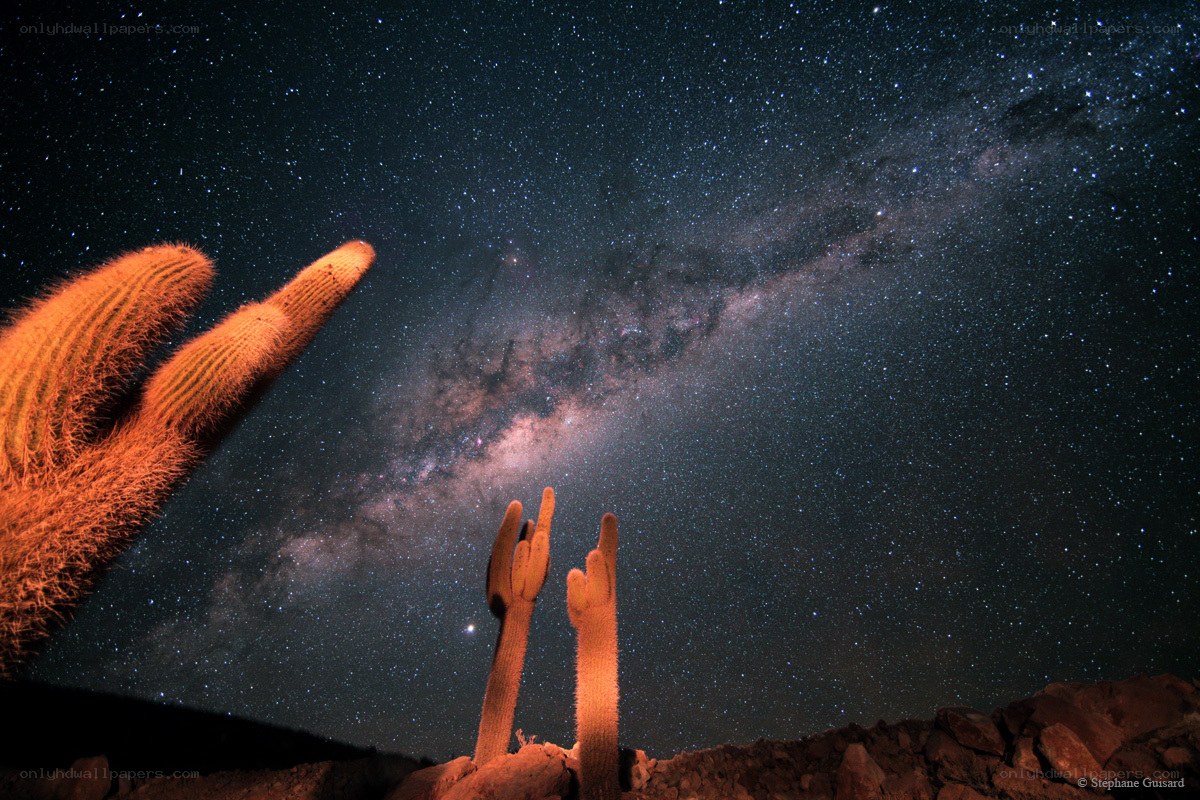 Cacti under the Milky Way