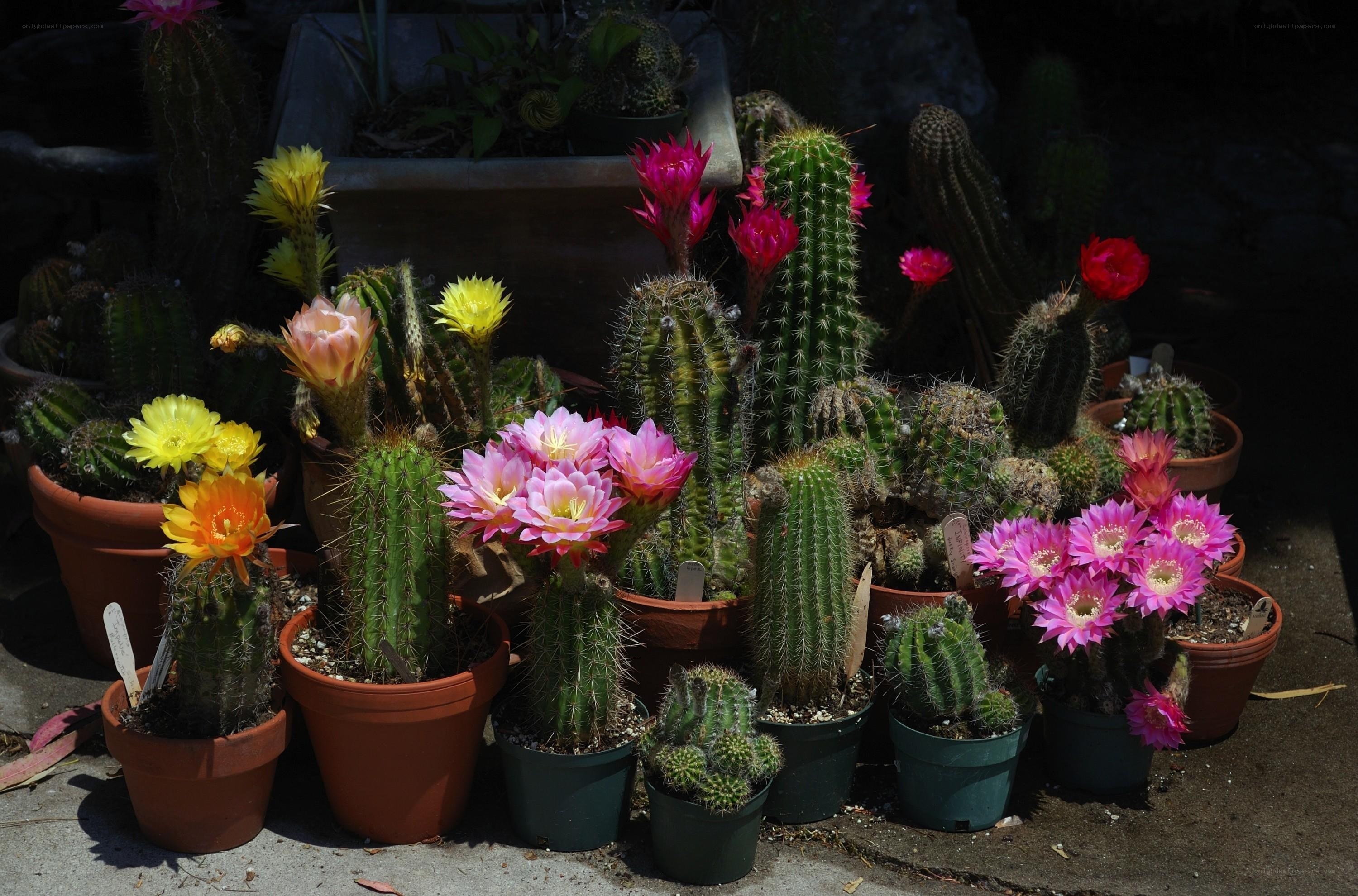 Cacti with colorful flowers
