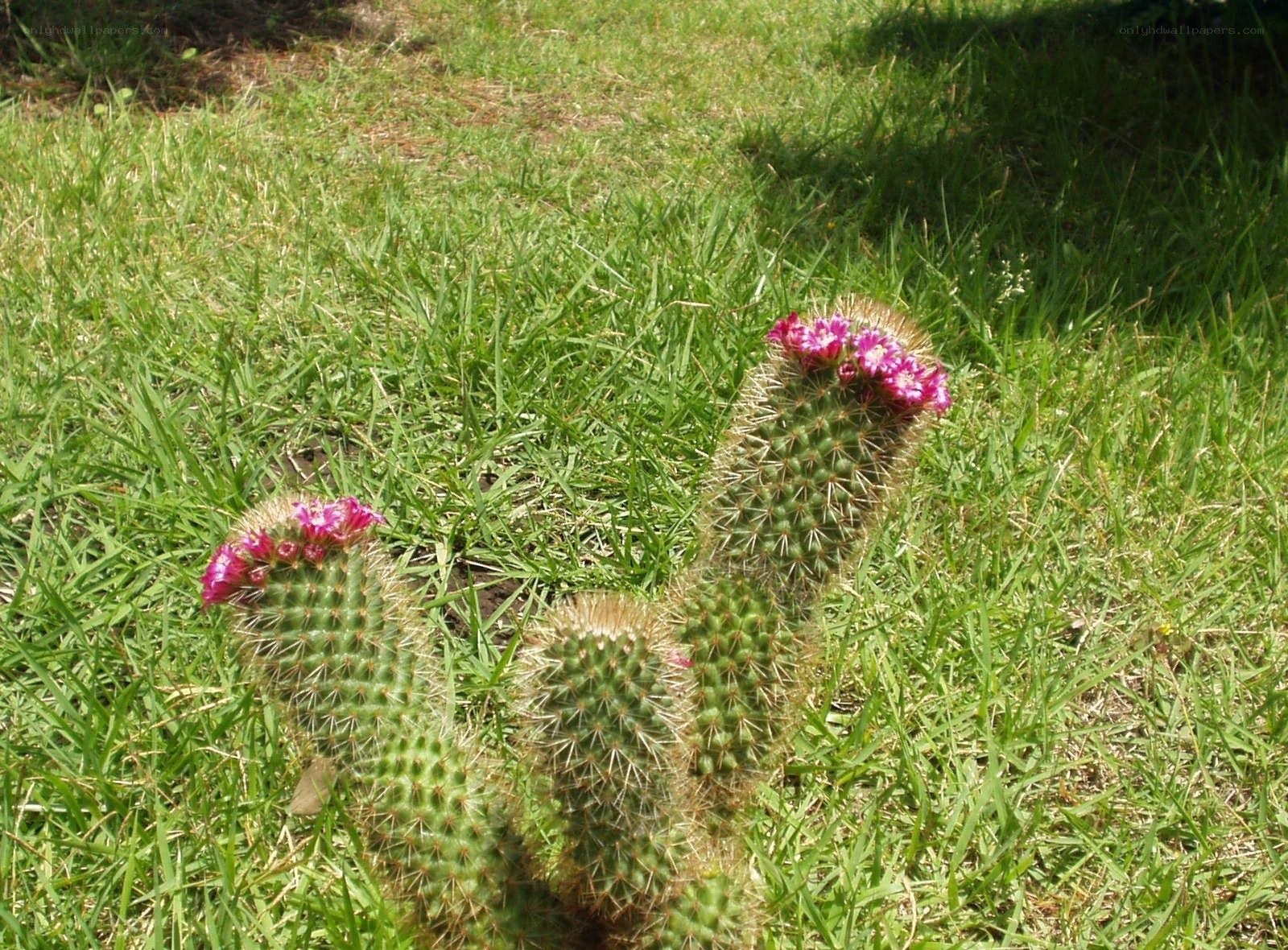 Cacti with pink flowers in grass