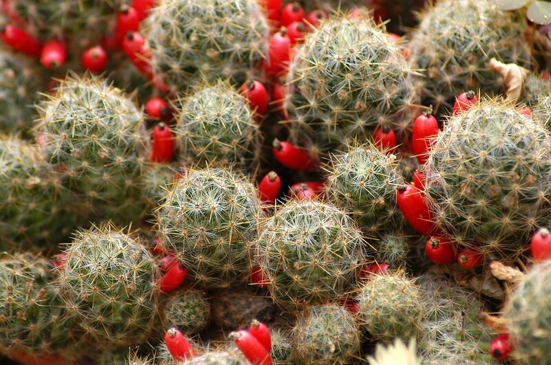 Cacti with red berries
