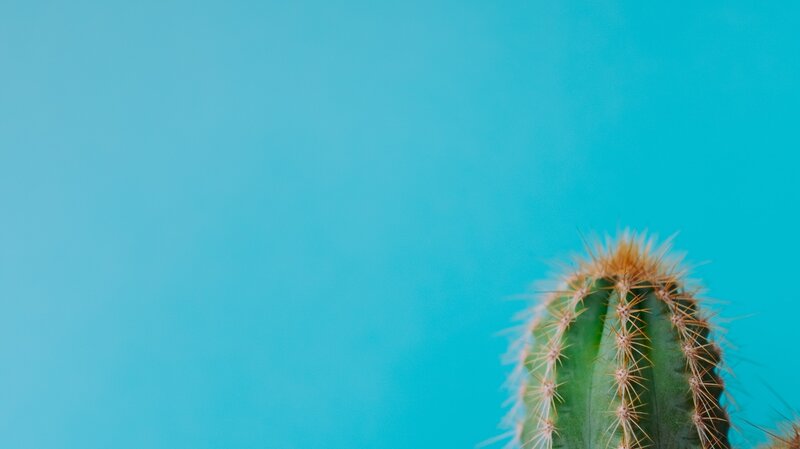 Cactus Against Blue Background