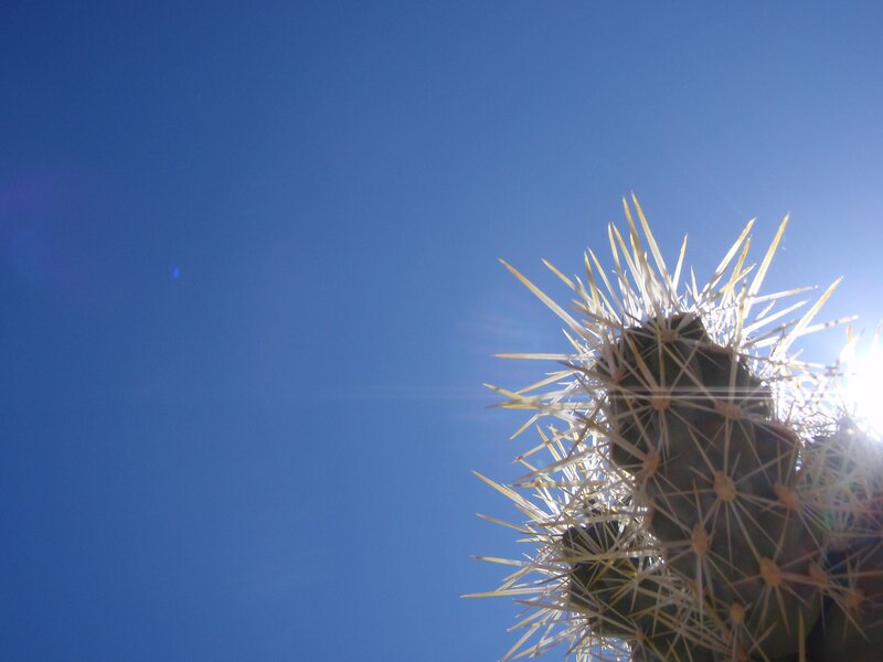 Cactus against blue sky