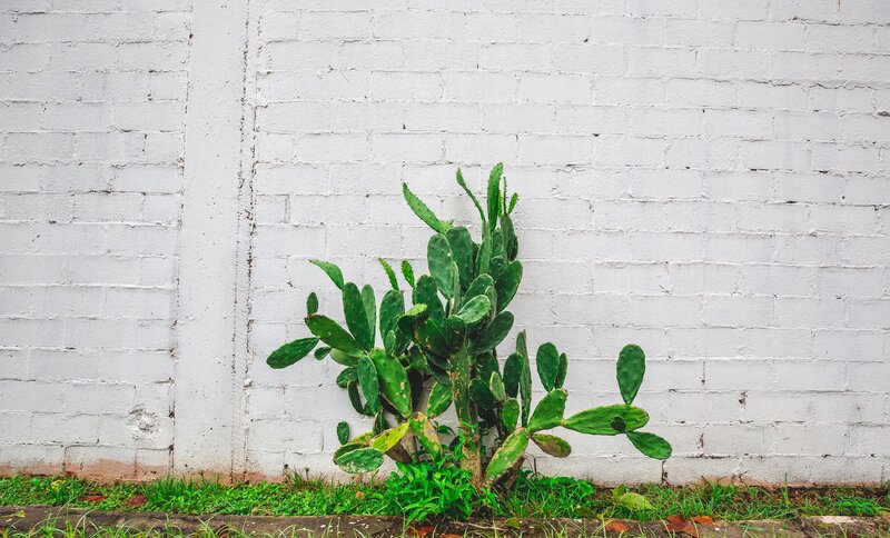 Cactus against white wall