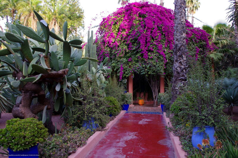 Cactus and Bougainvillea Garden