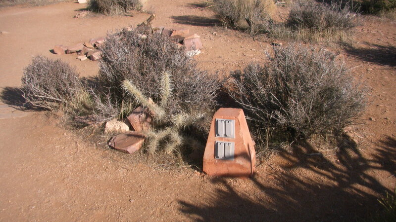 Cactus and Bush in Desert