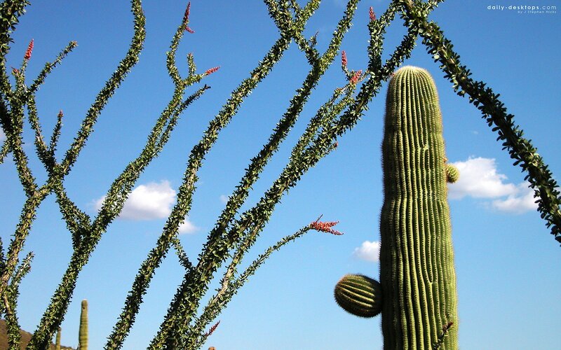 Cactus and desert plants