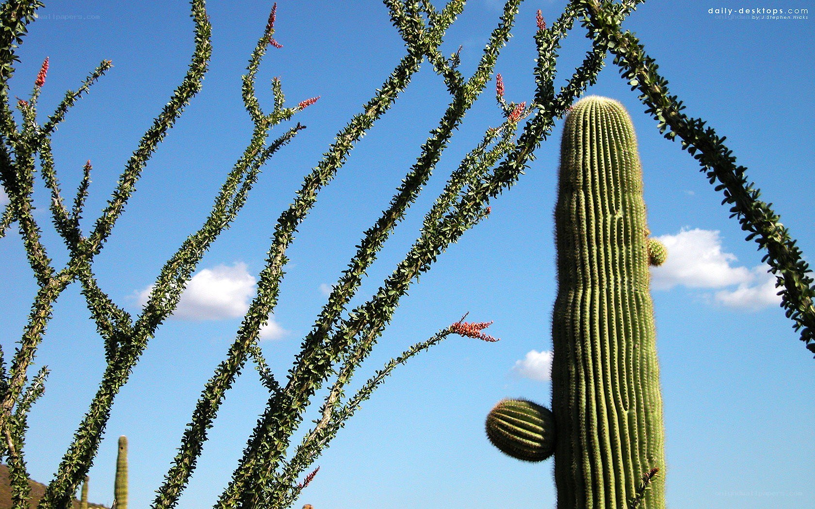 Cactus and desert plants
