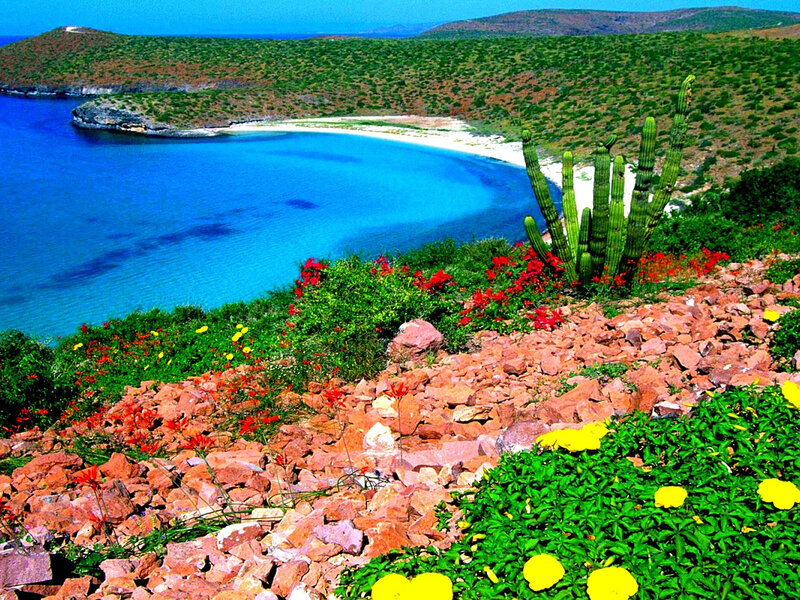 Cactus and Flowers on Cliff