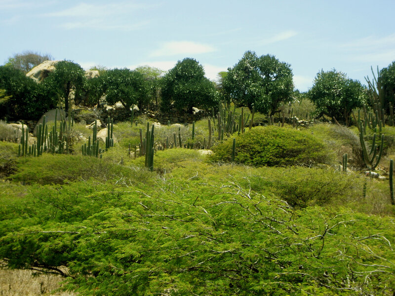 Cactus and Shrubs Landscape