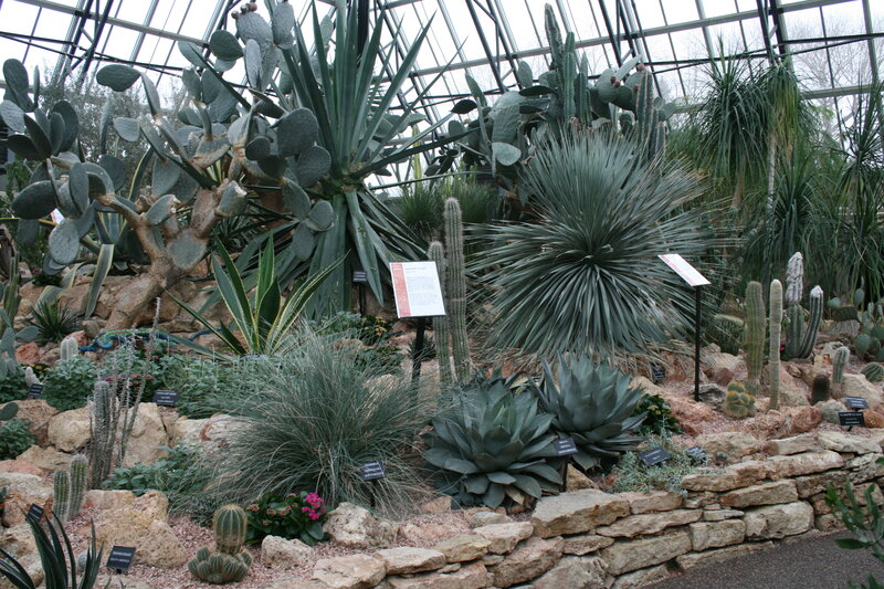 Cactus and Succulent Garden — Green, Calm