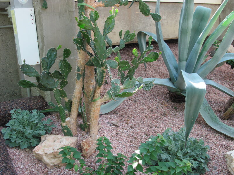 Cactus and Succulent Garden — Green