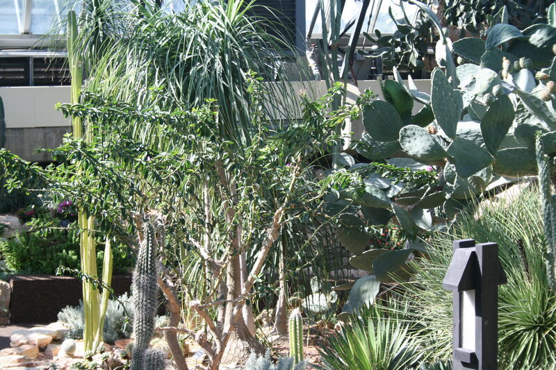 Cactus and Succulent Garden