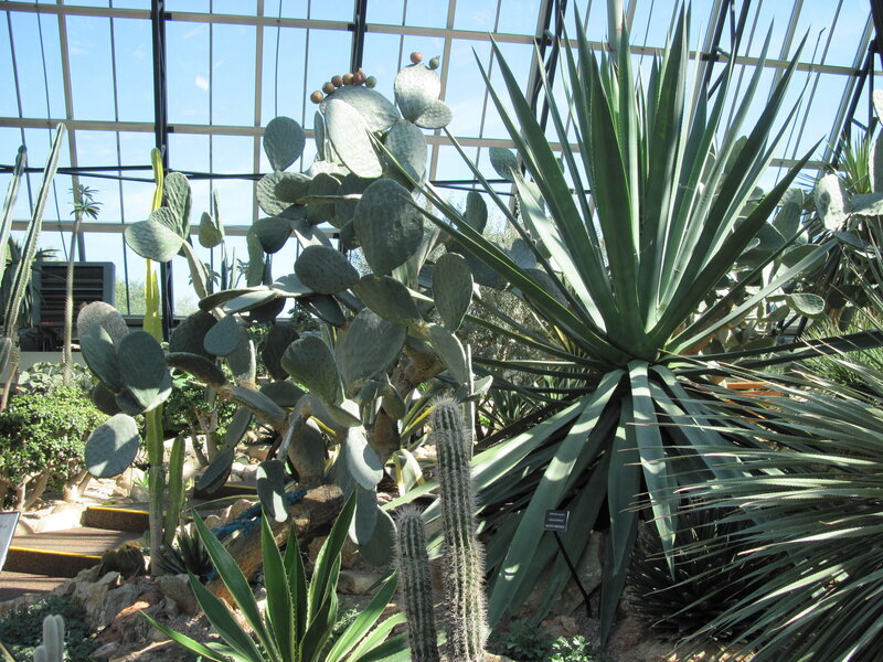 Cactus and Succulent Plants