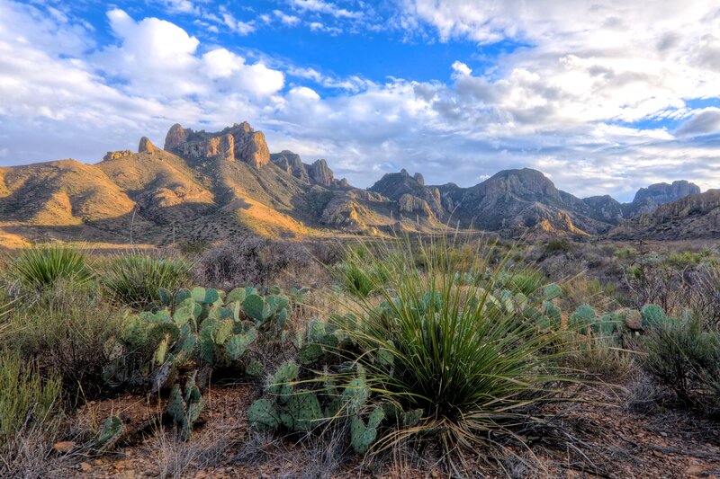 Cactus and Yucca Plants