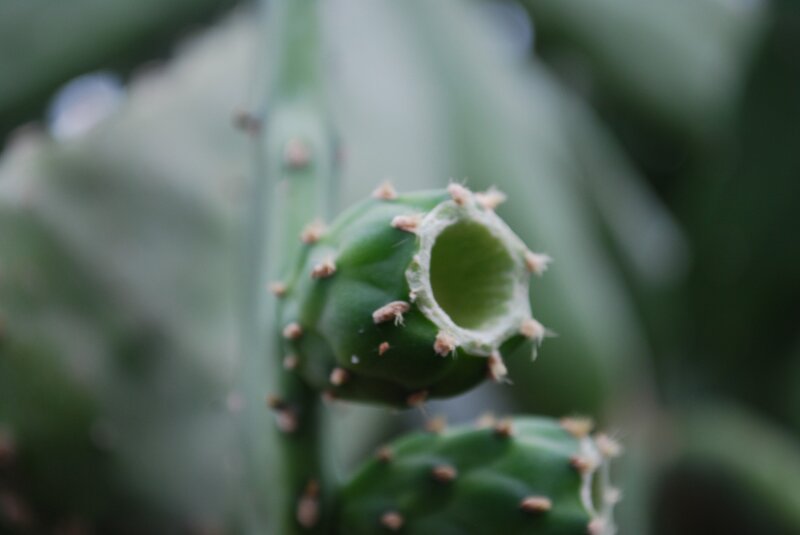Cactus bud with open flower