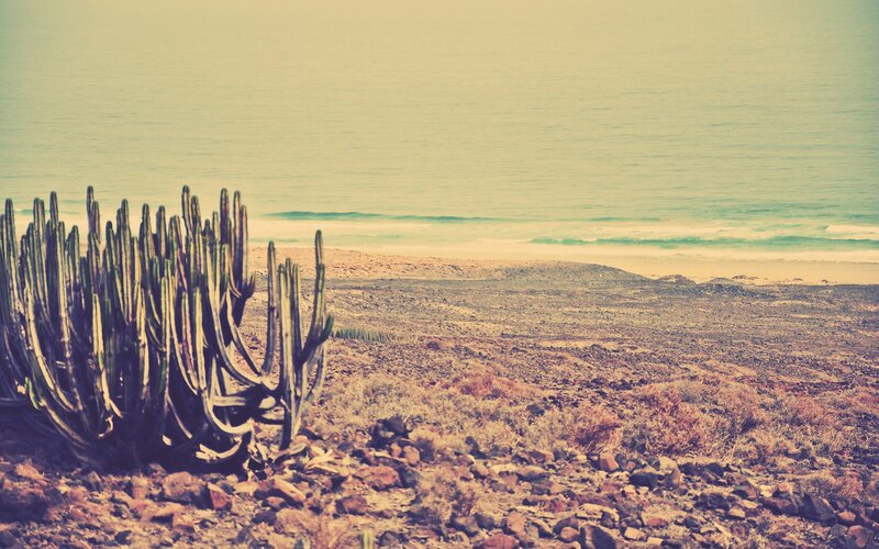 Cactus by the ocean