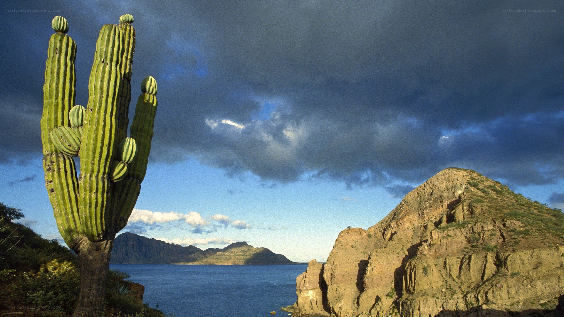 Cactus by the sea