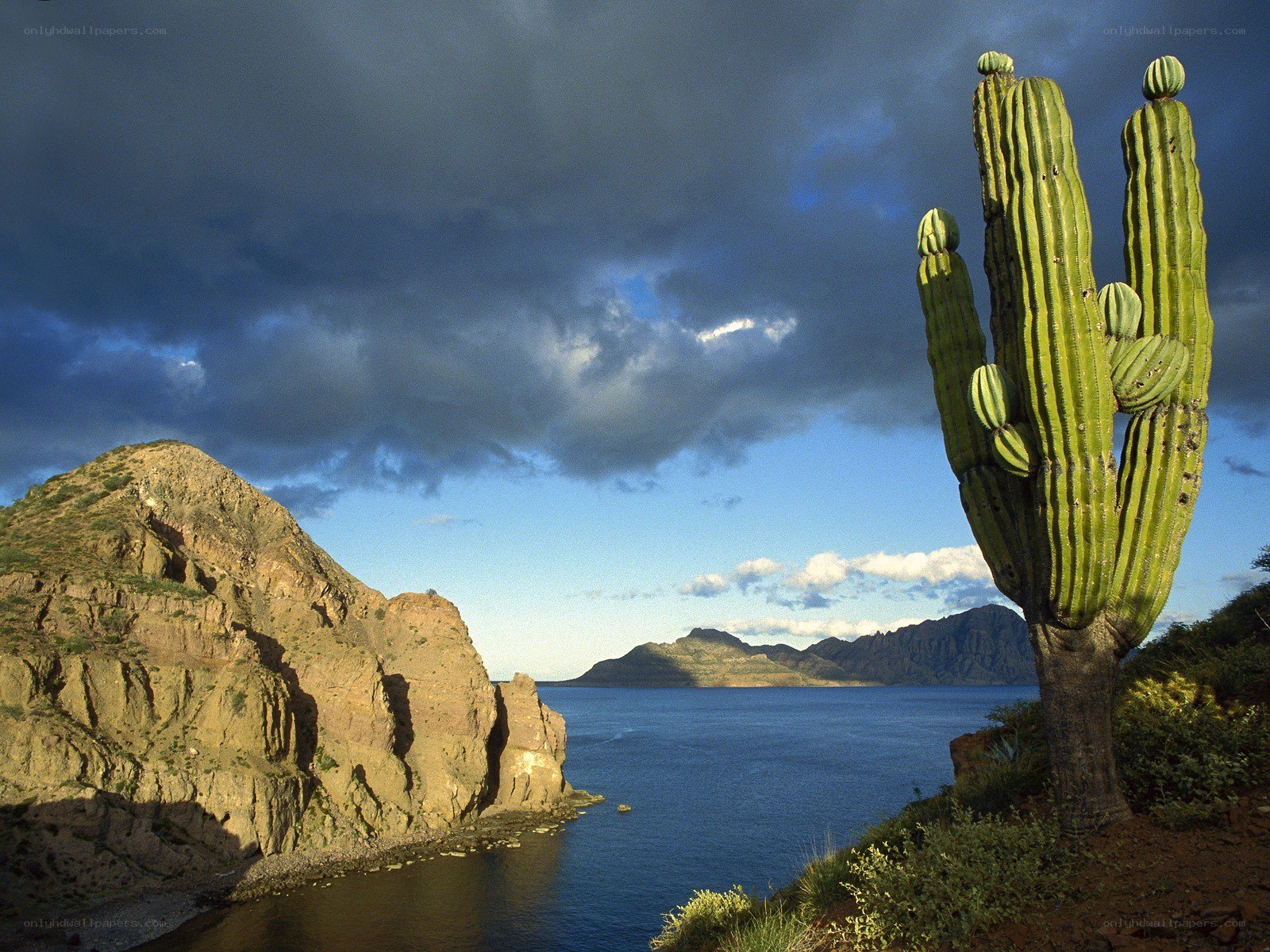 Cactus by the sea