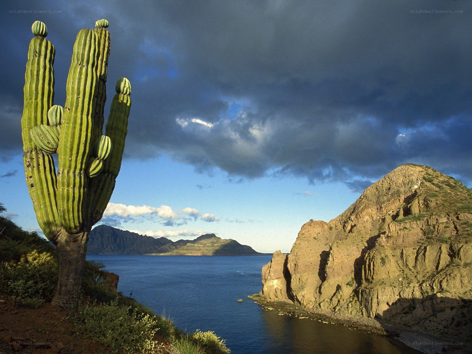 Cactus by the sea