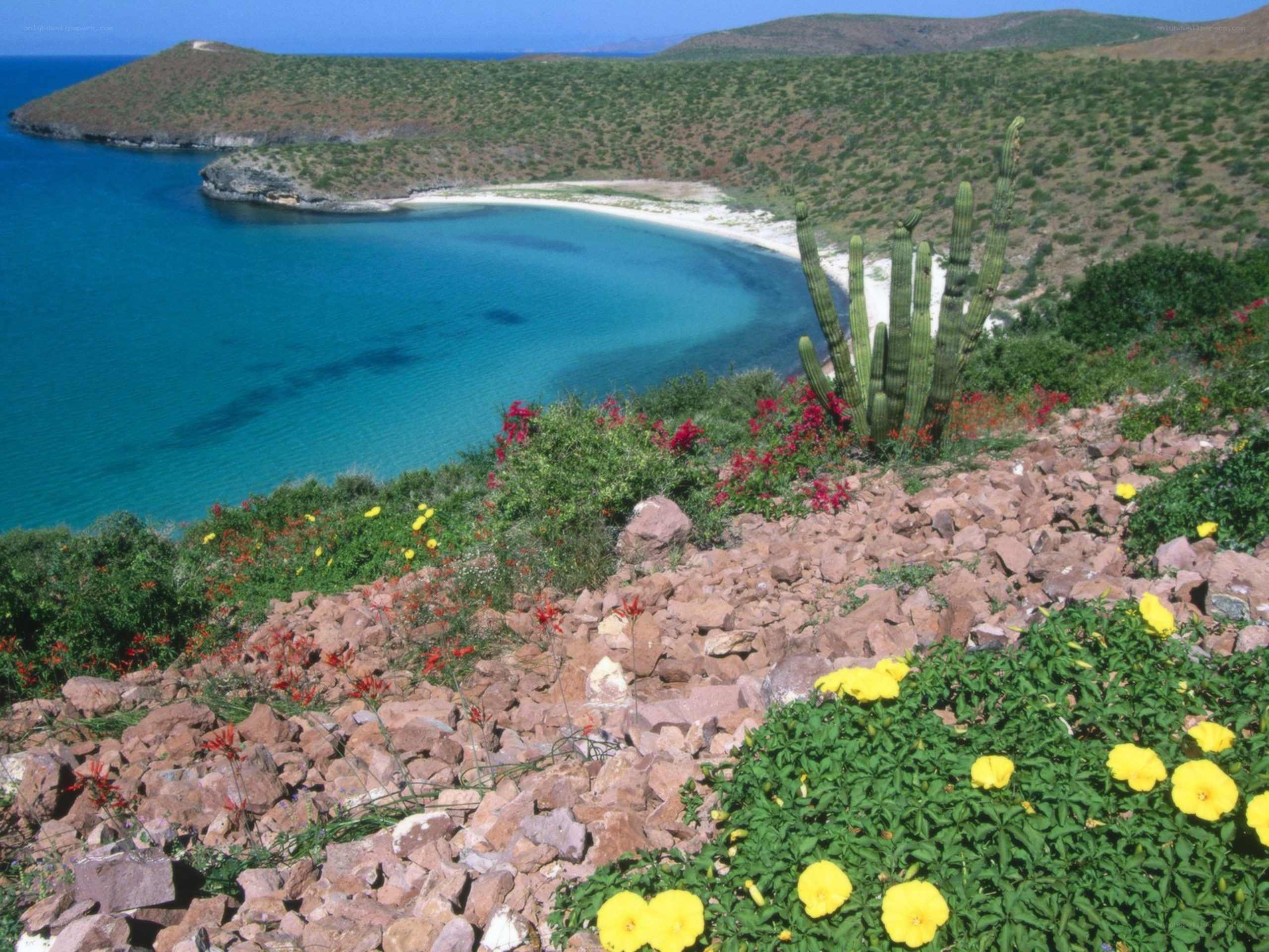 Cactus by the turquoise bay