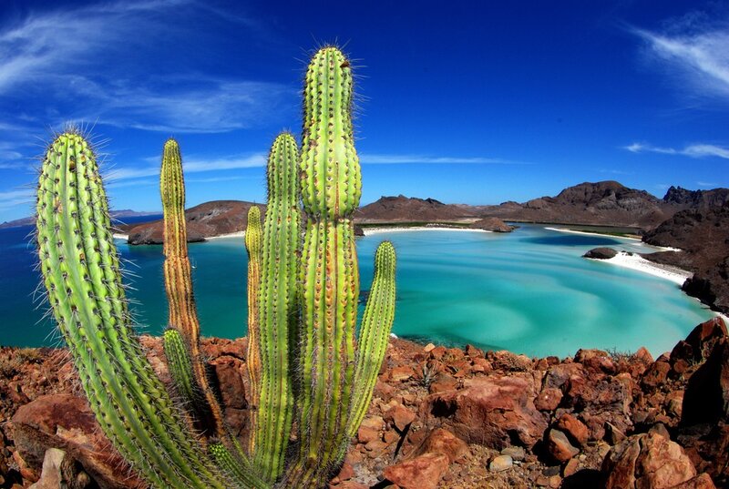Cactus by the turquoise bay