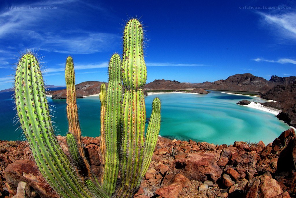 Cactus by the turquoise bay