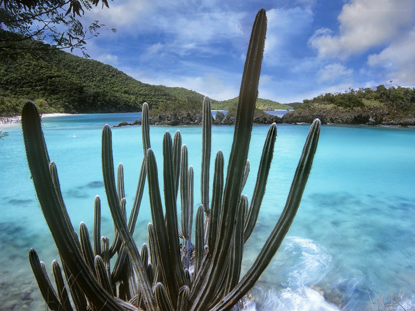 Cactus by turquoise bay
